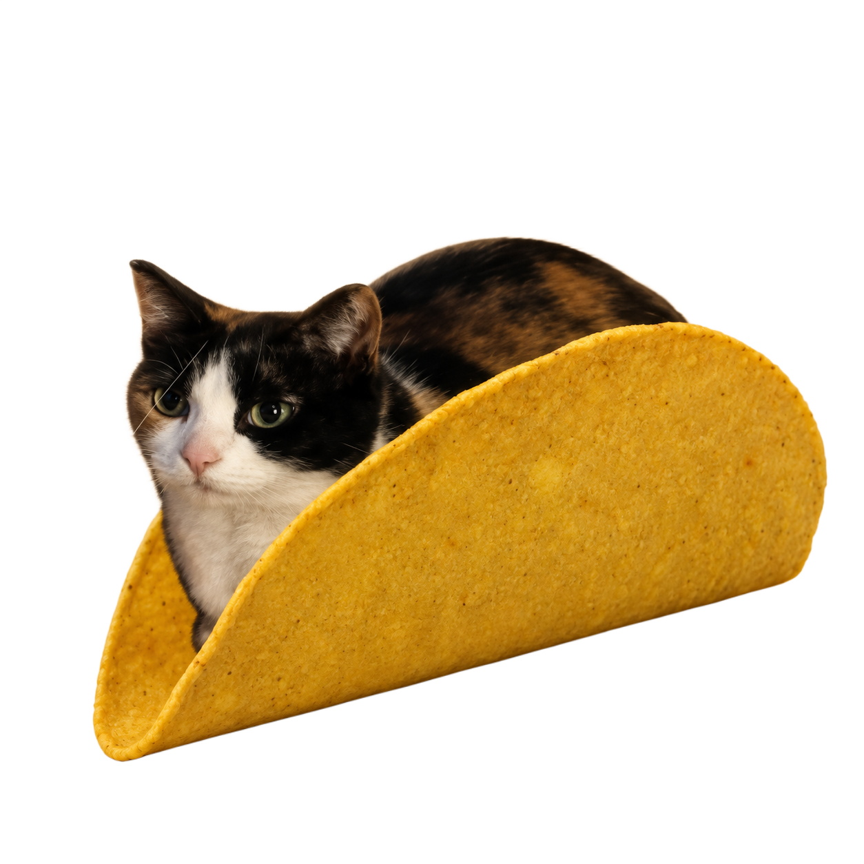 Taco Cat